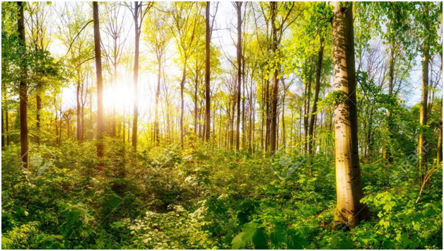 deciduous forests