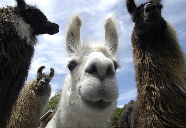 alpaca vs lama
