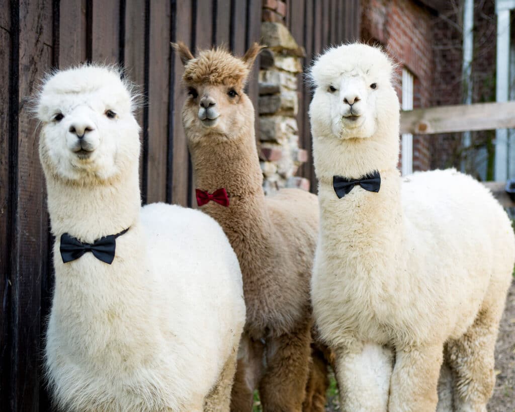 funny and cute alpacas
