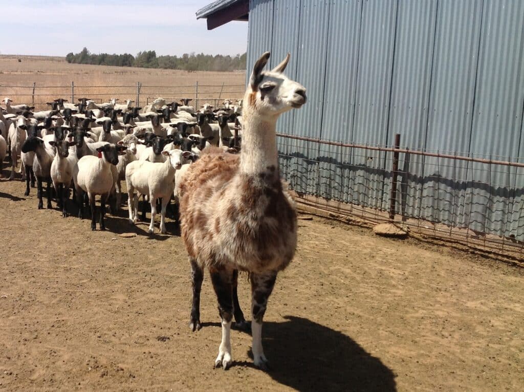 llama leads a group of alpacas