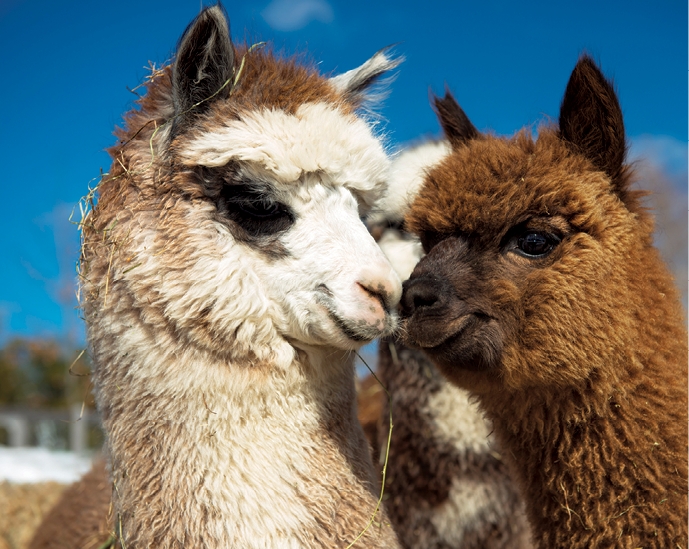 llama vs alpaca