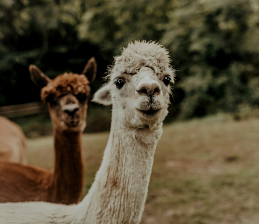 llama and alpaca